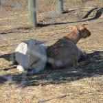 Cambria_2015_0135 (November 07, 2015)